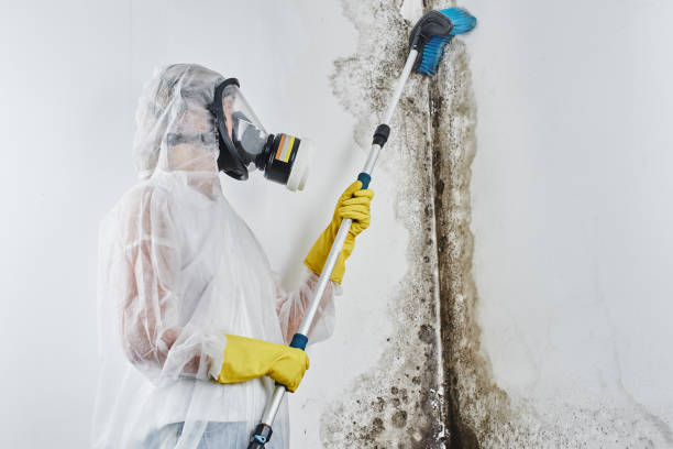 Best Certified Mold Removal  in Lake Don Pedro, CA
